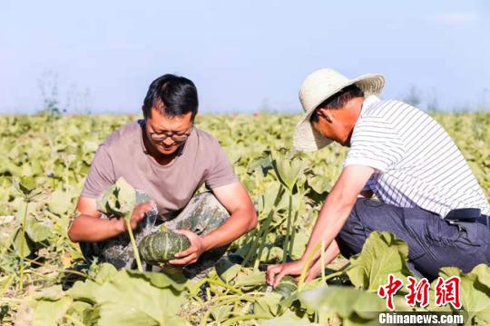 图为李斐(左)和他的父亲李卫红在收获贝贝南瓜。　钟欣摄