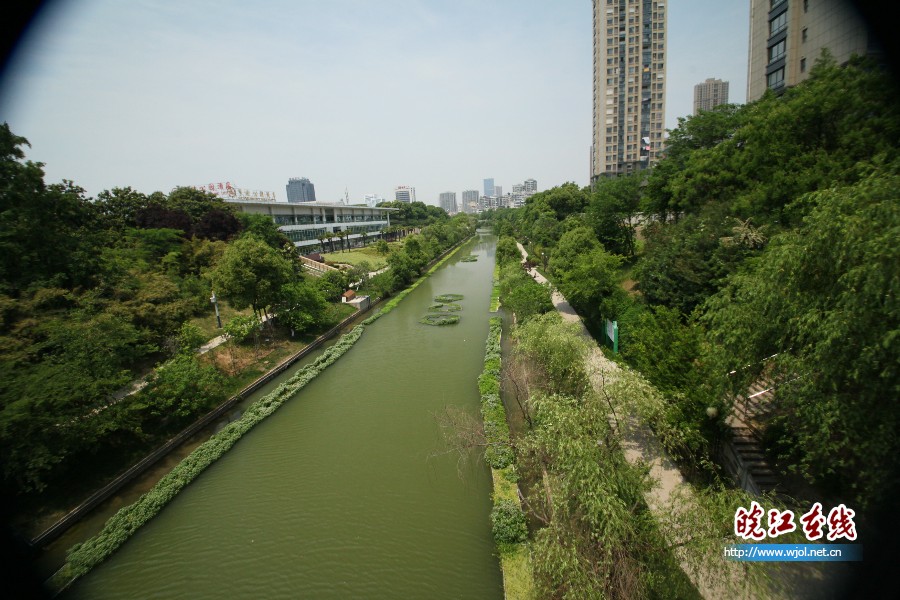 7月22日交稿：河道上的“生态绿化景观带(75086)-20190723071148.JPG