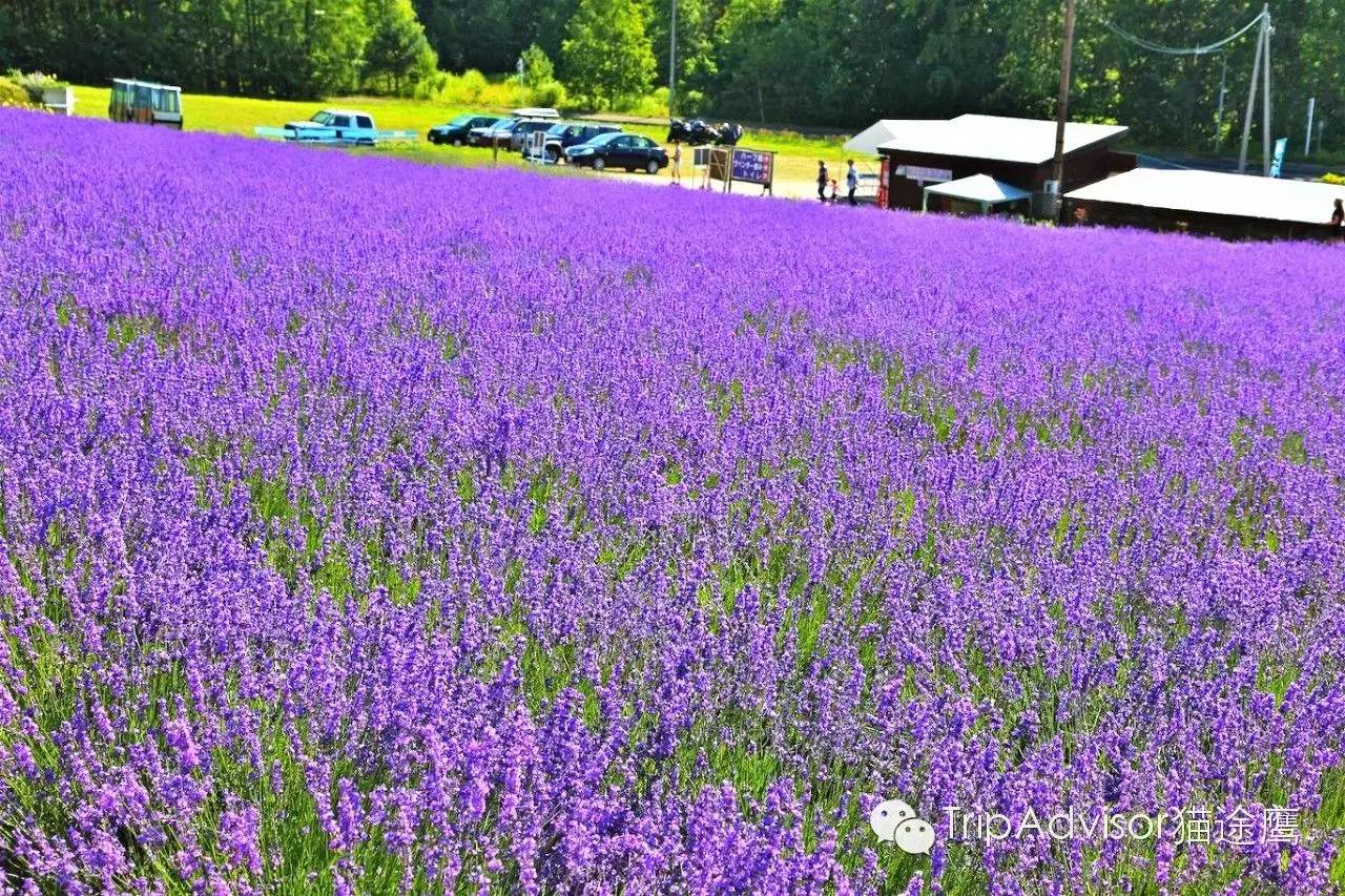 北海道8个最佳摄影地 随手拍都能印成明信片_