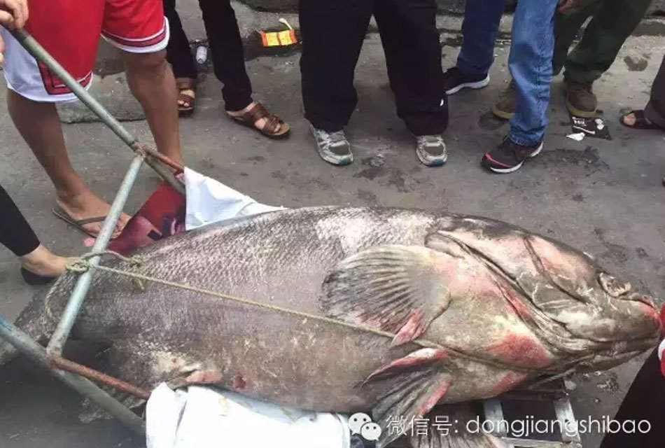 广东捕获250斤超大龙趸价值5万 重点保护水生
