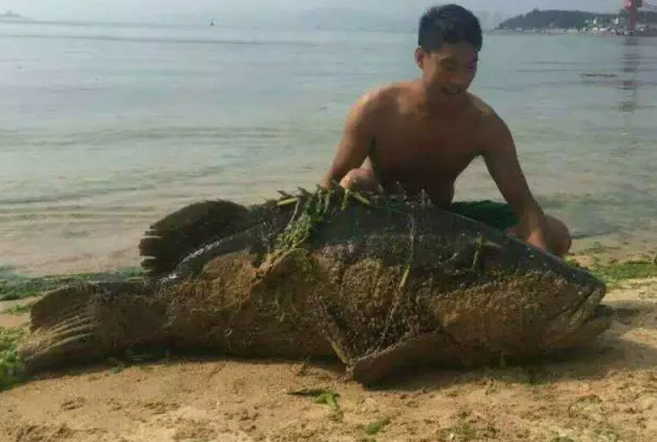 广东捕获250斤超大龙趸价值5万 重点保护水生
