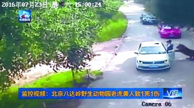 老虎撲女游客母親施救被咬死