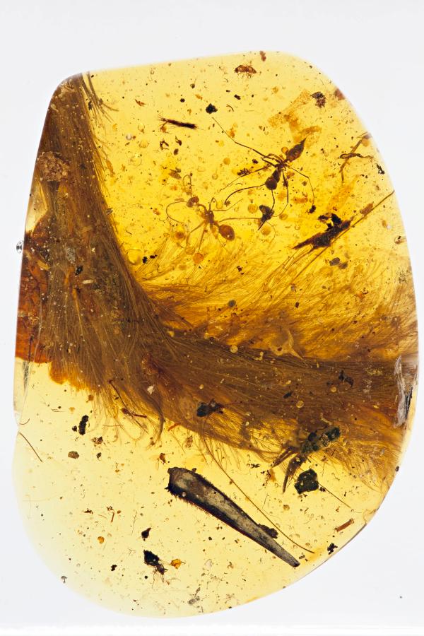 人类在琥珀中发现的第一个恐龙标本——伊娃。