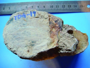 辽宁发现最古老银杏木化石 距今约1.6亿年