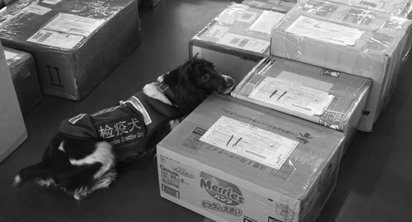 肉毒素伪装成玩具从韩国邮寄来合肥 非法入境