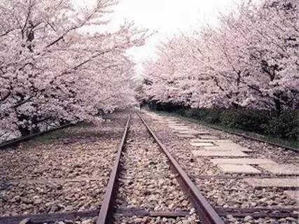 凤凰旅游直播预告:又到日本樱花季?美女主播_