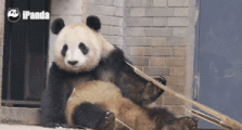 独家揭秘:熊猫是如何从熊孩子成长为丐帮少主