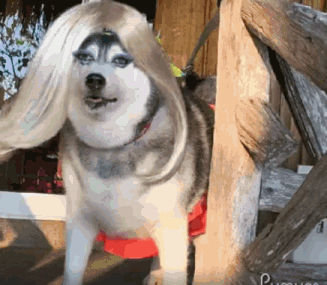 看了好多yaris的照片和视频,你们难道不觉得它简直就是一个行走的表情