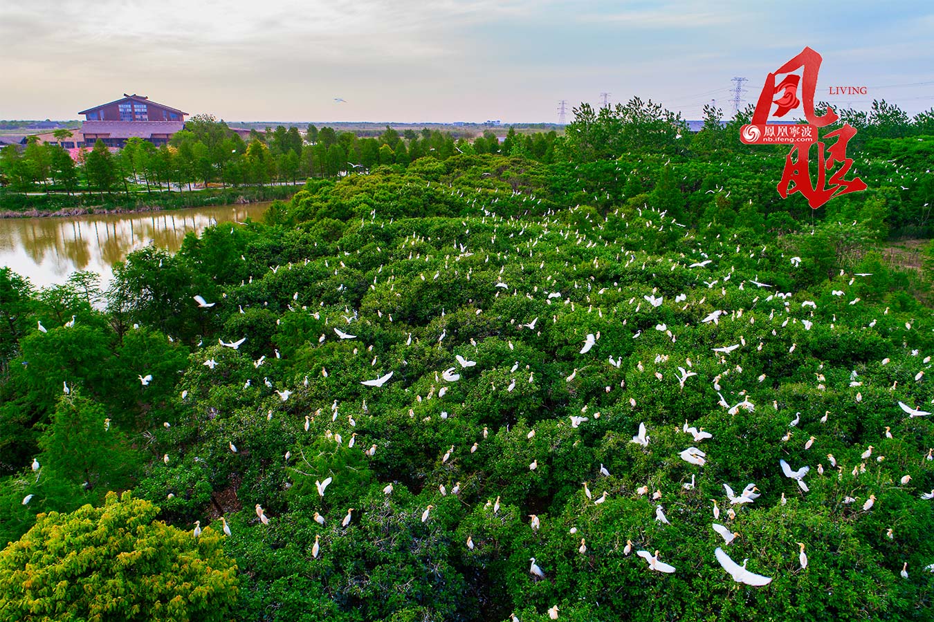 鸟叔｜城市里，3万只鹭鸟和20年守护 - 封面新闻