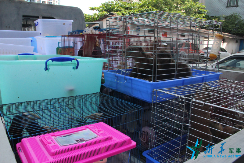 查获的野生动物