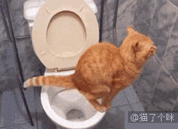 喵星人gif图 : 天呐,我竟然在看一只猫在上厕所!