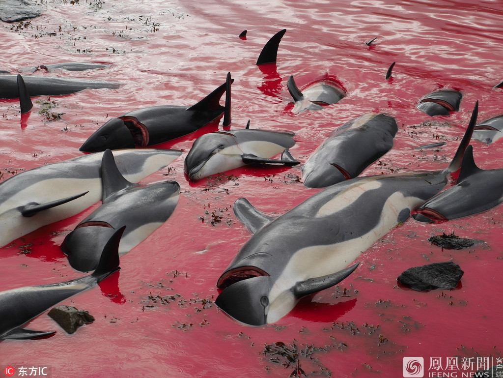 虽然当地法律规定需要使用特殊的工具来杀死海豚和鲸鱼,以减少它们的