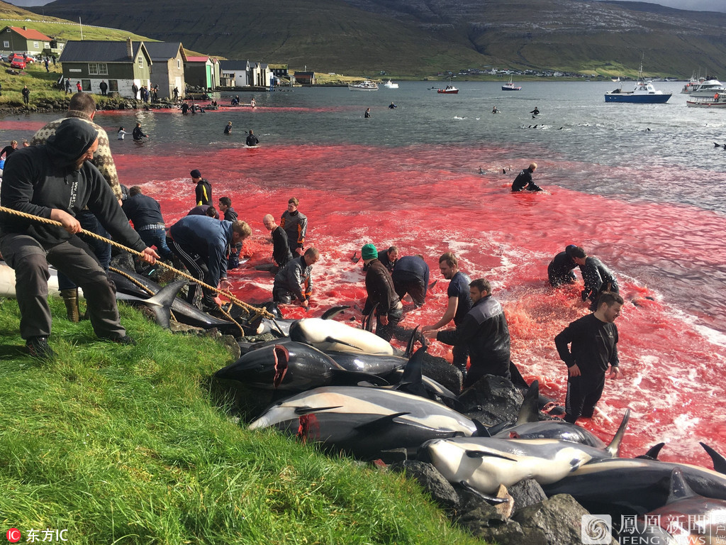 大批海豚被杀 鲜血染红海岸(图)