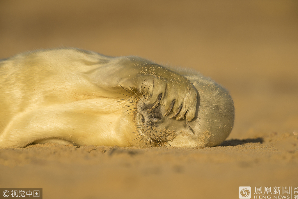英国新生小海豹再沙滩晒太阳打哈欠(图)