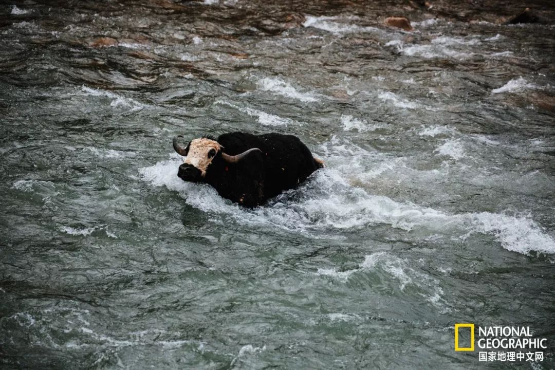 一条过河的牦牛。