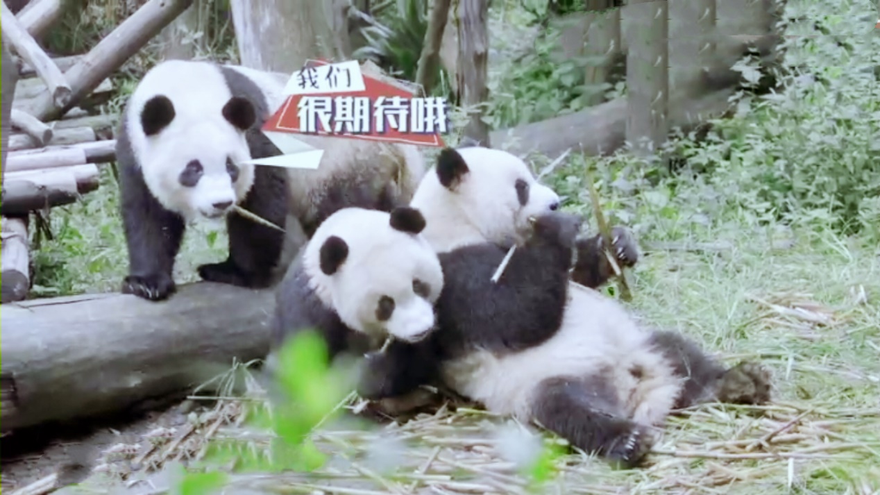 謝霆鋒張靚穎為熊貓做飯 揭秘熊貓飼養員背後的故事 娛樂 第3張