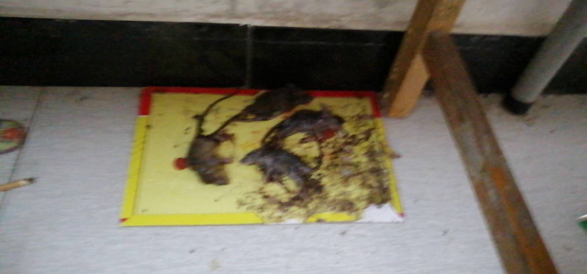 【龙岗杀虫灭鼠公司】老鼠最后的晚餐