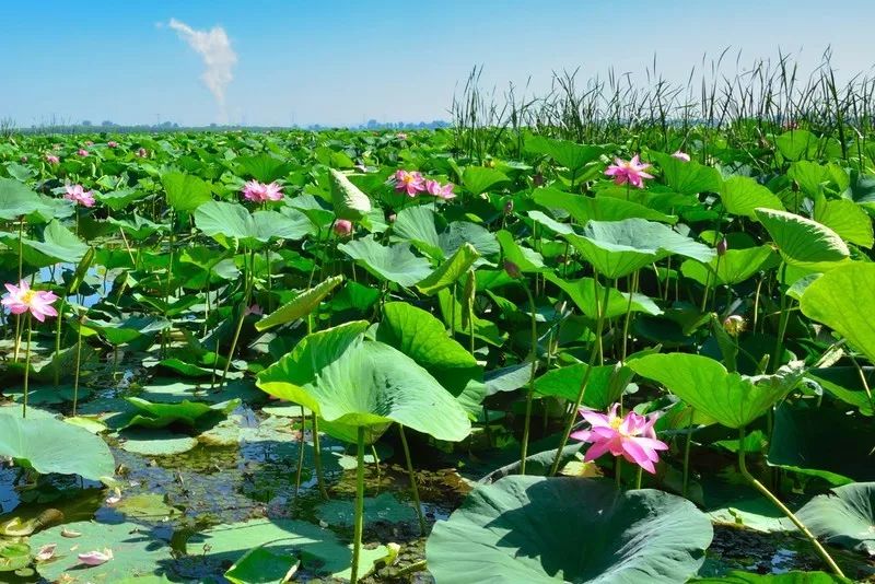 莲花湖人工湿地。 lgting 摄