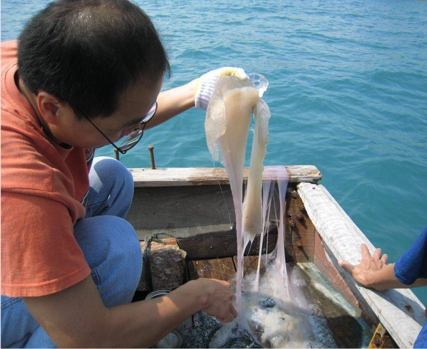 还有一种水母叫立方水母,它才是水母里面最毒的品种