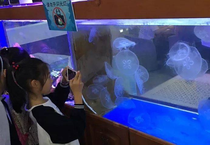 还有一种水母叫立方水母,它才是水母里面最毒的品种