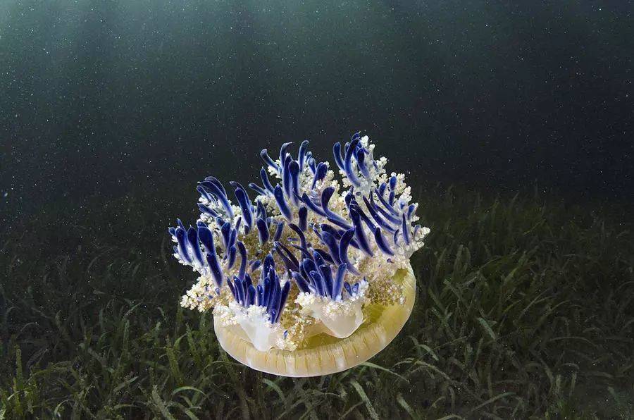 还有一种水母叫立方水母,它才是水母里面最毒的品种