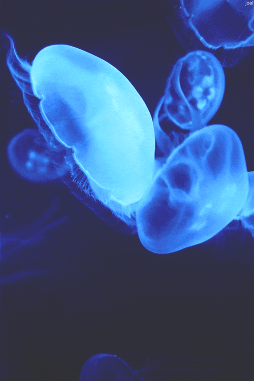 还有一种水母叫立方水母,它才是水母里面最毒的品种
