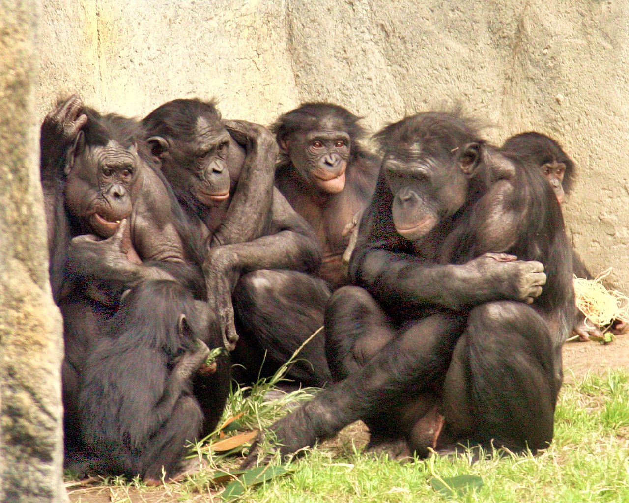 一群猩猩图片图片