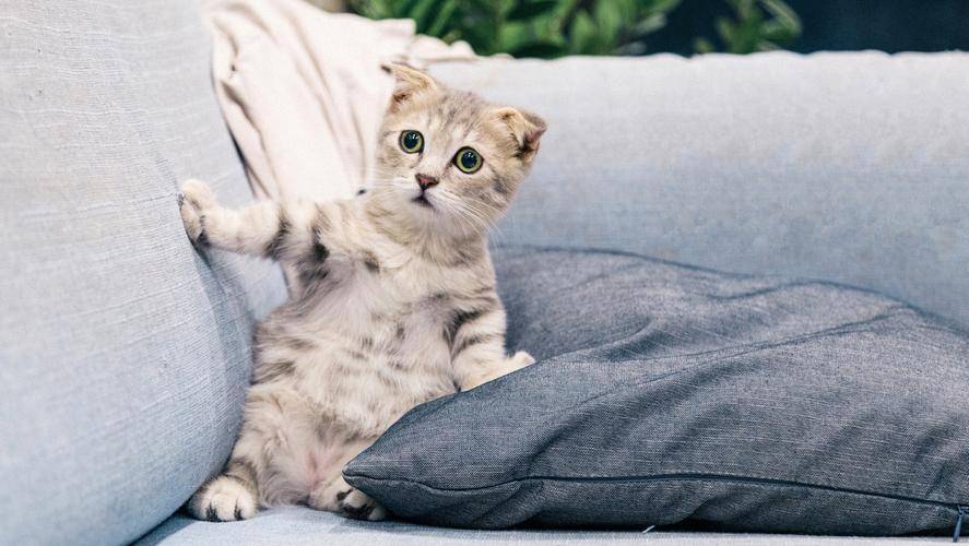 北美养猫文案沙雕,养猫 文案