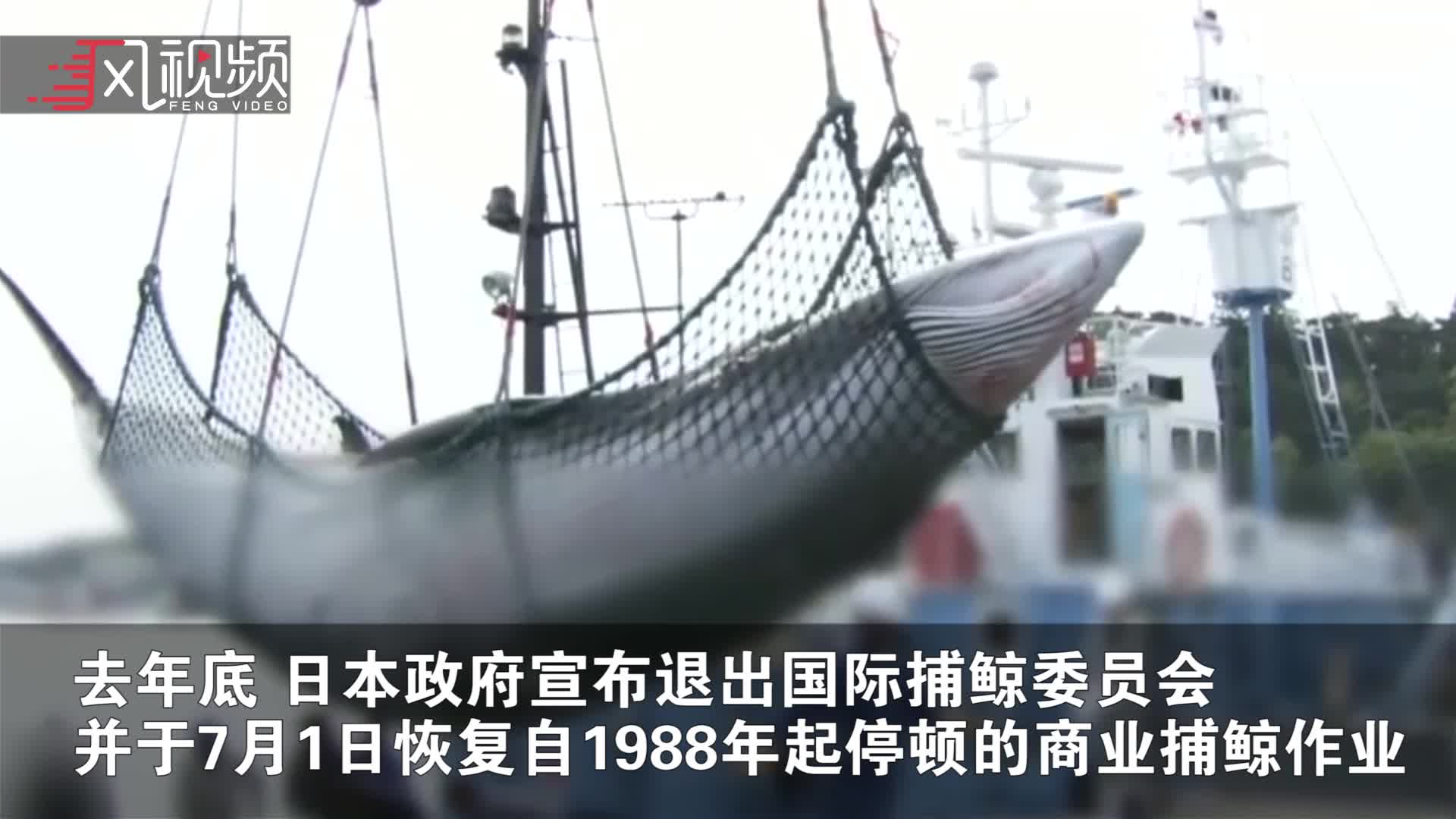 正式“退群”：日本今起重启商业捕鲸 捕鲸船出海