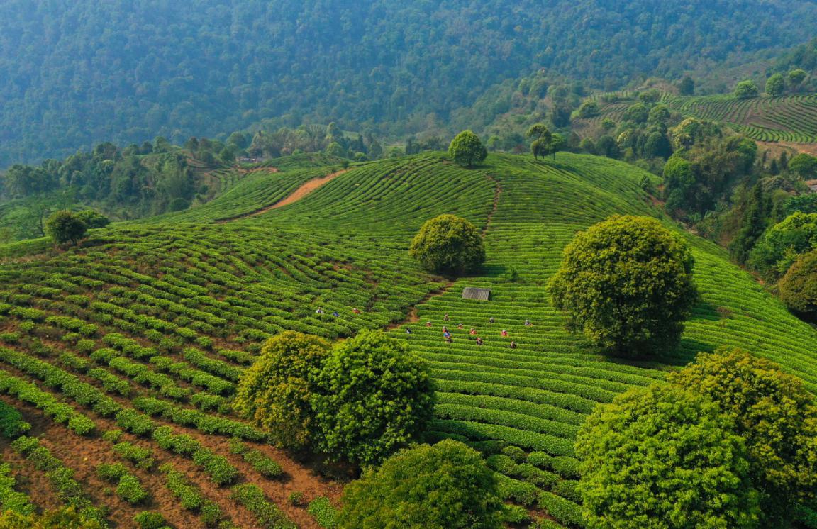 吴远之 :大益未来将服务全球一亿人