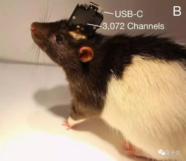 馬斯克發布腦機接口系統！晶片直連大腦，可用iPhone操控 科技 第4張