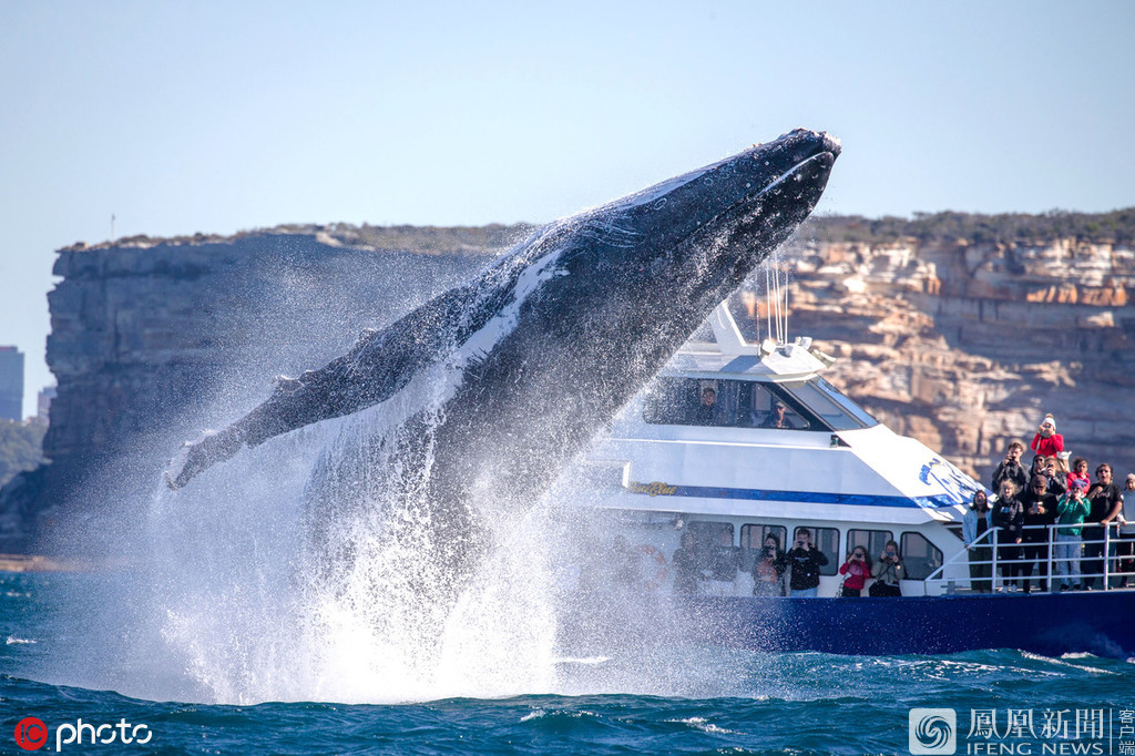 悉尼30吨座头鲸突然从船旁跃出
