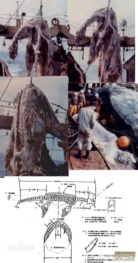 灵异事件:揭示日本1977年的巨型海怪腐尸事件