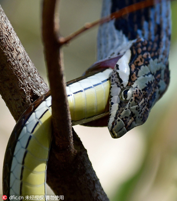 2015年7月14日报道,南非,在南非萨比金沙禁猎区内,一条葡萄树蛇发现了