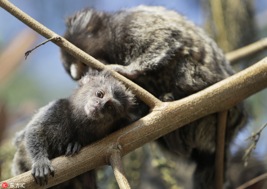 奥运场馆旁的小狨猴等待着比赛开始
