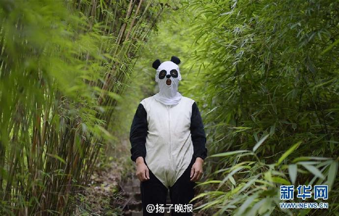 大熊猫野化训练工作人员神cos