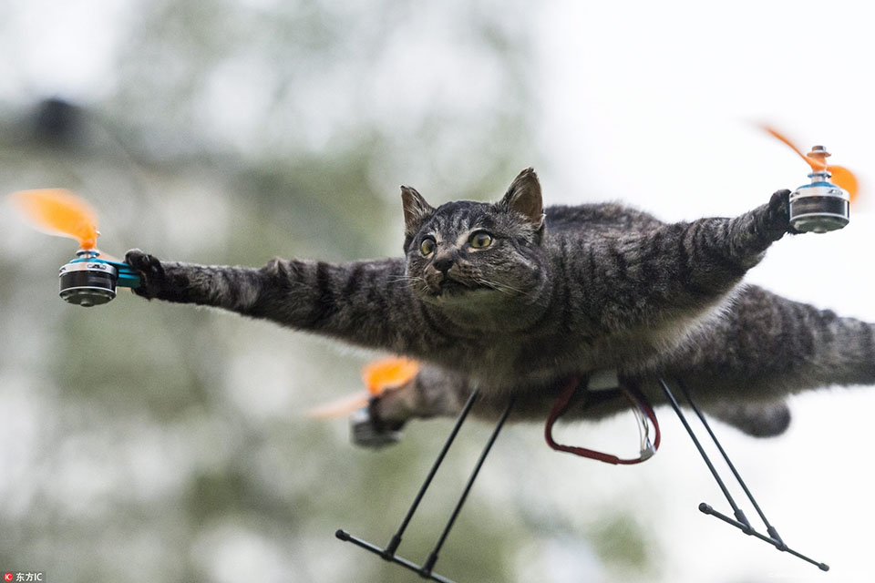 艺术家的创意好难懂 发明动物标本无人机