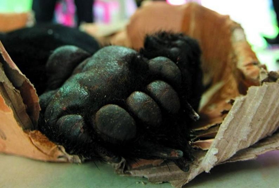 村民非法收购熊掌梅花鹿肉获刑 辩称买来自己吃