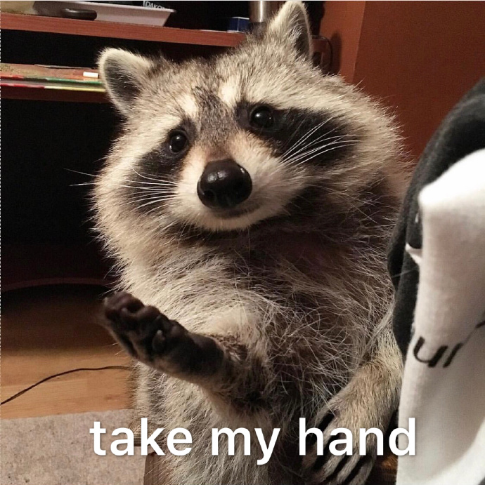 我对浣熊忽高忽低的颜值感到绝望,忍不住做成表情包了(@镰刀刮腋毛)