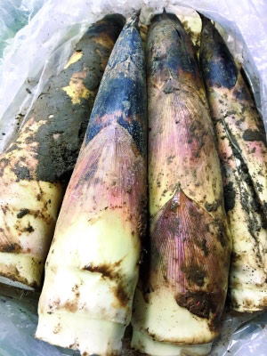 破土探春色 吃笋好时节_手机凤凰网