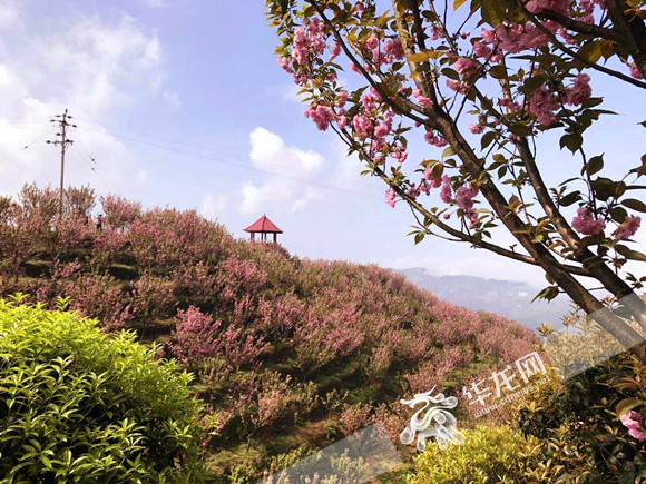 巴南接龙赏花旅游节开幕:赏樱花 观民俗 品春茶_重庆频道_凤凰网