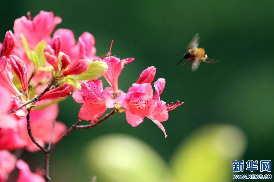 河南汝阳西泰山杜鹃花海迎游客