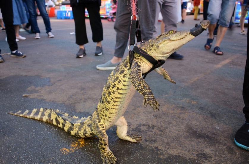 沈阳街头贩售鳄鱼肉炸串 摊主现场遛鳄鱼
