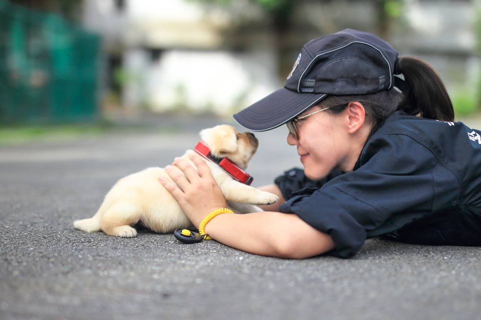 台湾新北市警局新来了几只警犬