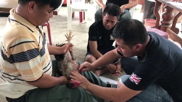 泰男子将避孕套塞进鸡体内贩毒被迫向鸡道歉