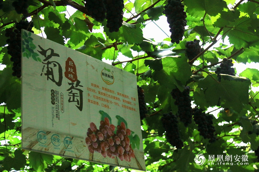 第十五届"绿色大圩"葡萄节开幕 一同走进最美葡萄特色小镇