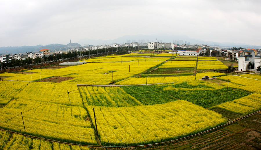 江西遂川:油菜盛開像滿地黃金毯(組圖)