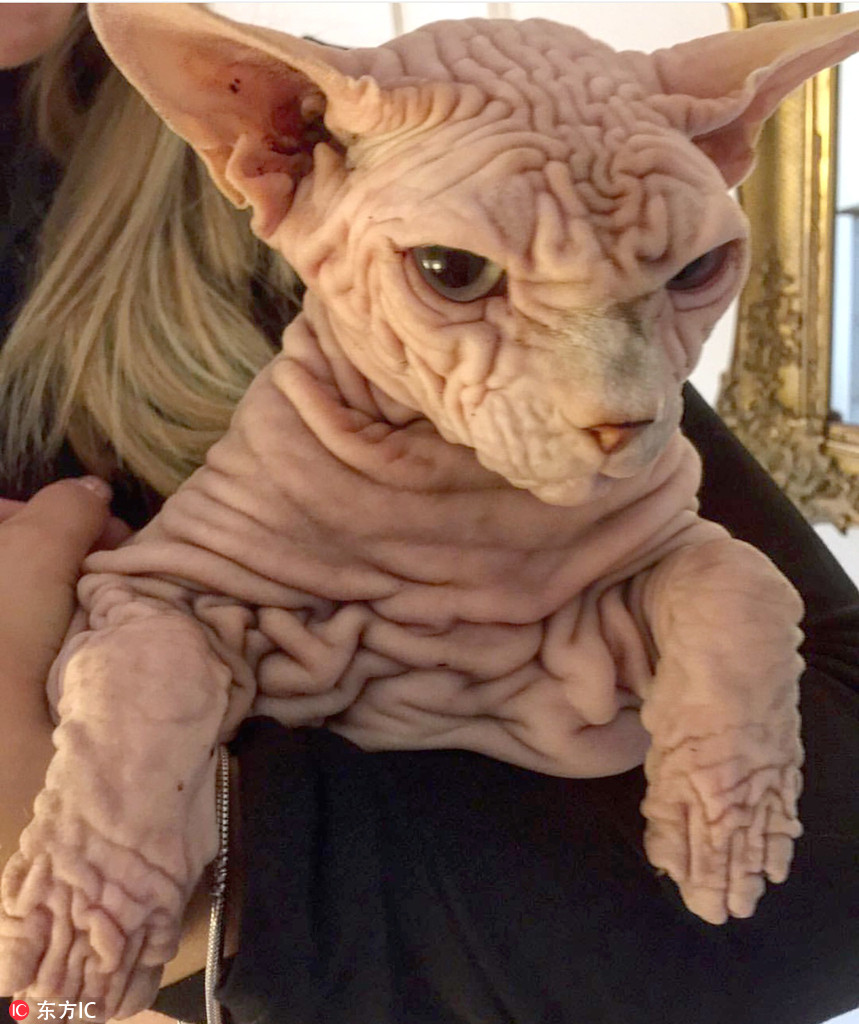 瑞士无毛猫xherdan图片爆红网络 满身皱纹疑似外星人宠物