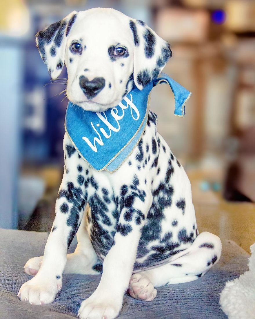 斑点狗的小鼻子也是爱你的形状