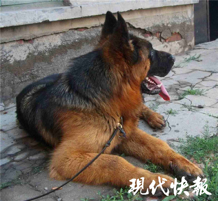 德牧当街咬死博美犬，主人伤心之余索赔5万_手机凤凰网